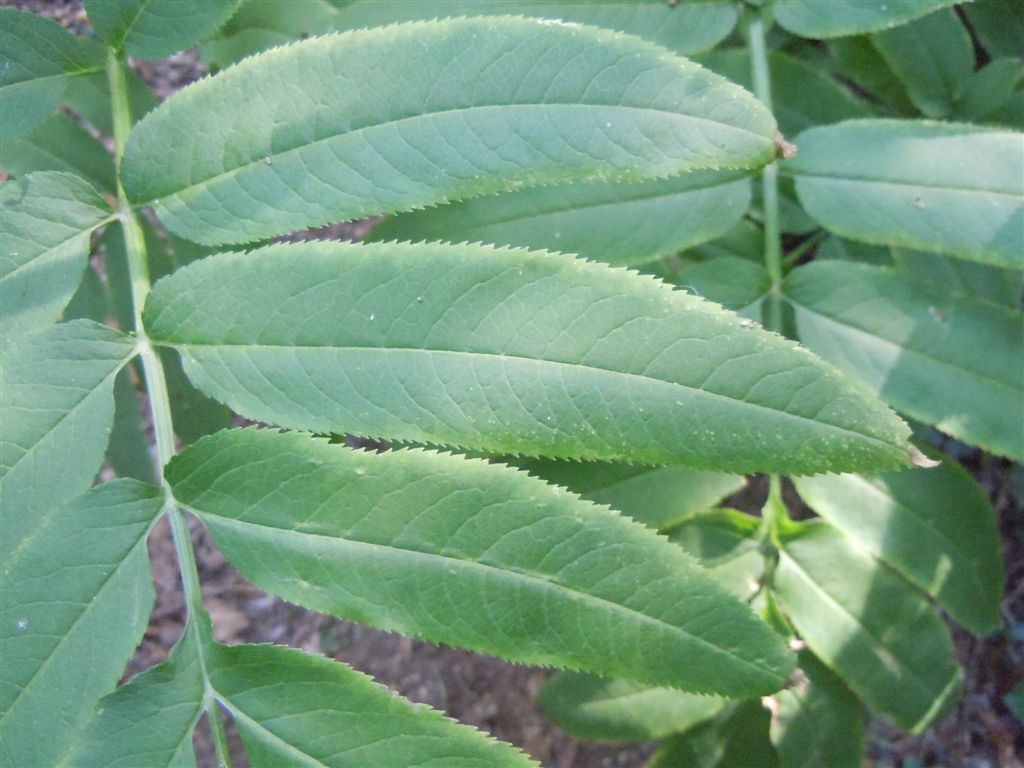 Pianta dagli Astroni - Sambucus ebulus